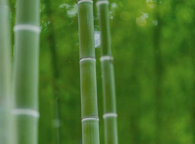 庭造りの自然素材竹